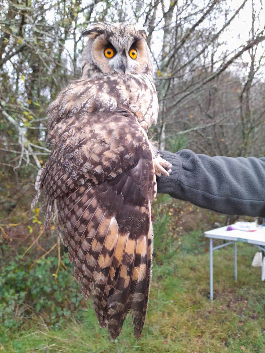 Long-eared Owl - ML645931695