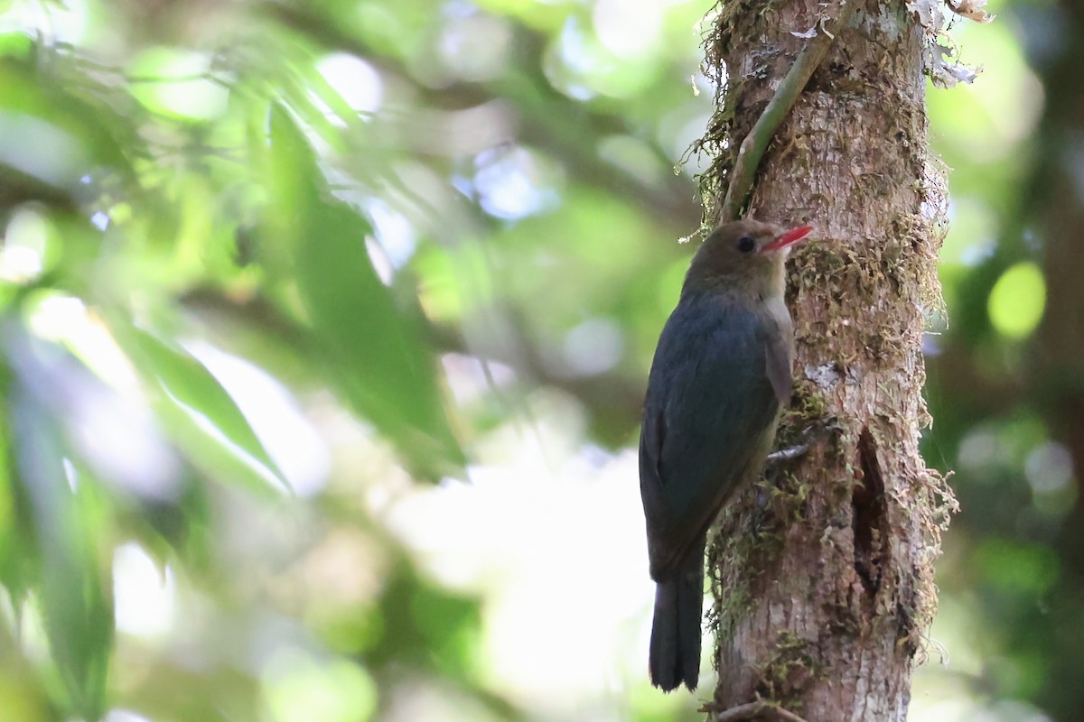 ベニバシゴジュウカラモズ - ML645931696