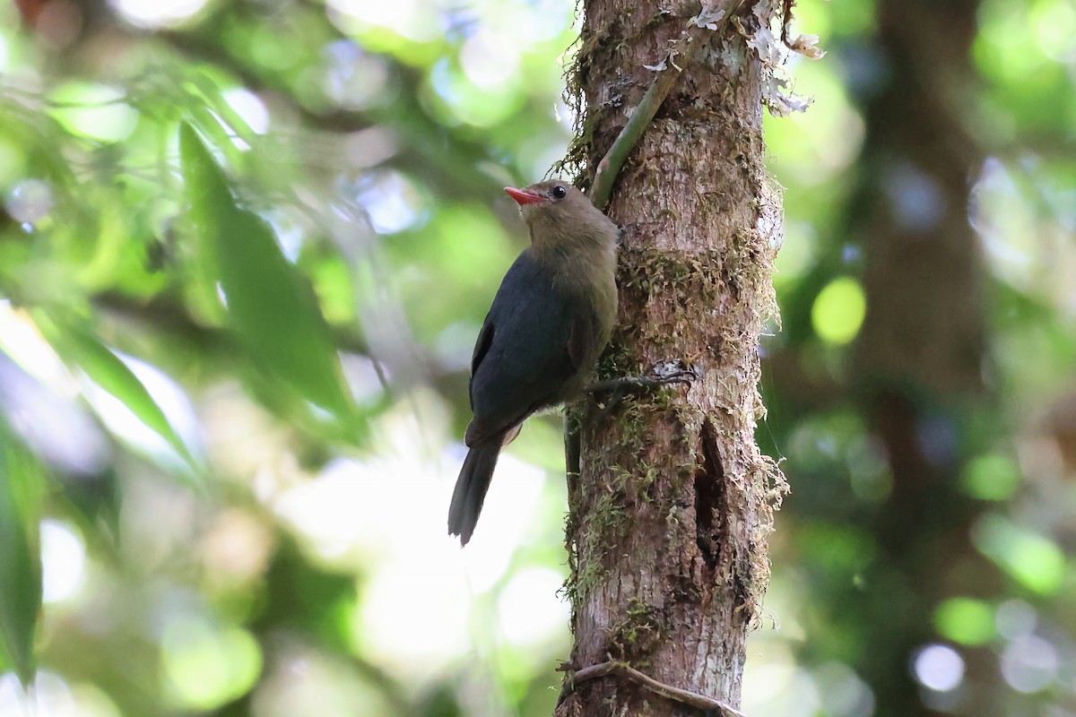 ベニバシゴジュウカラモズ - ML645931697