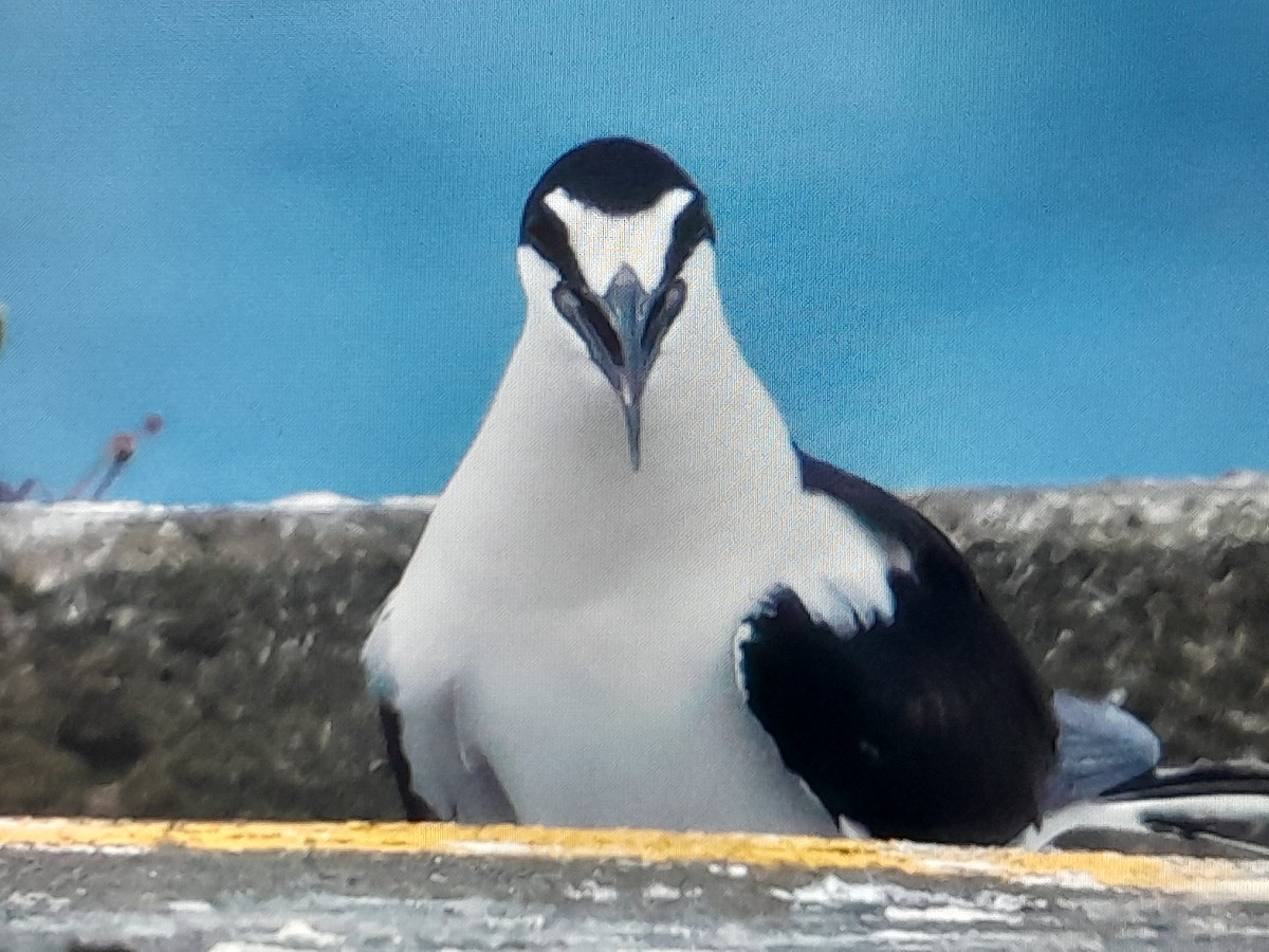 Sooty Tern - ML645931698