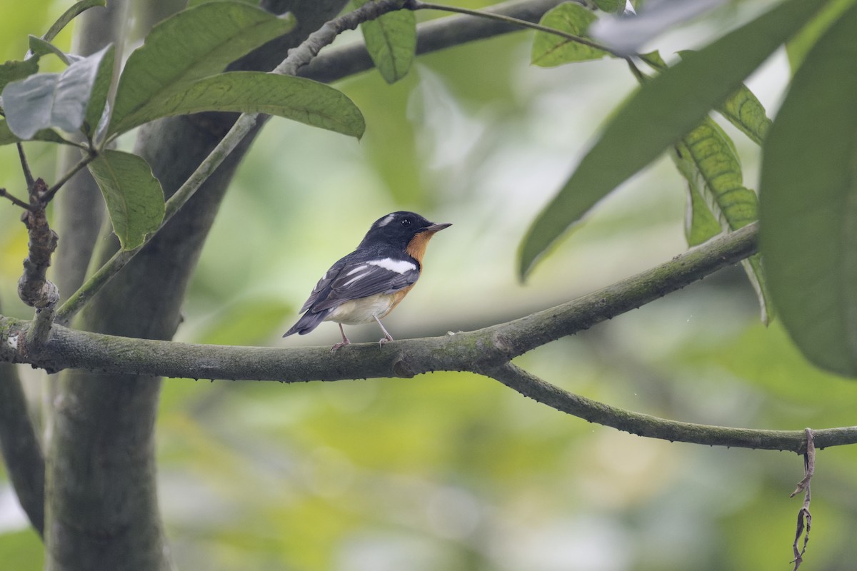 ムギマキ - ML645931699