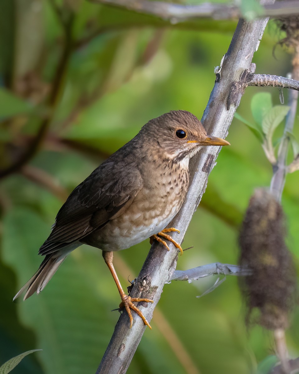 ヒマラヤハイイロツグミ - ML645931700