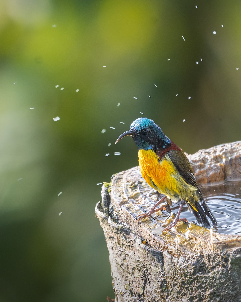 ミドリオタイヨウチョウ - ML645931701