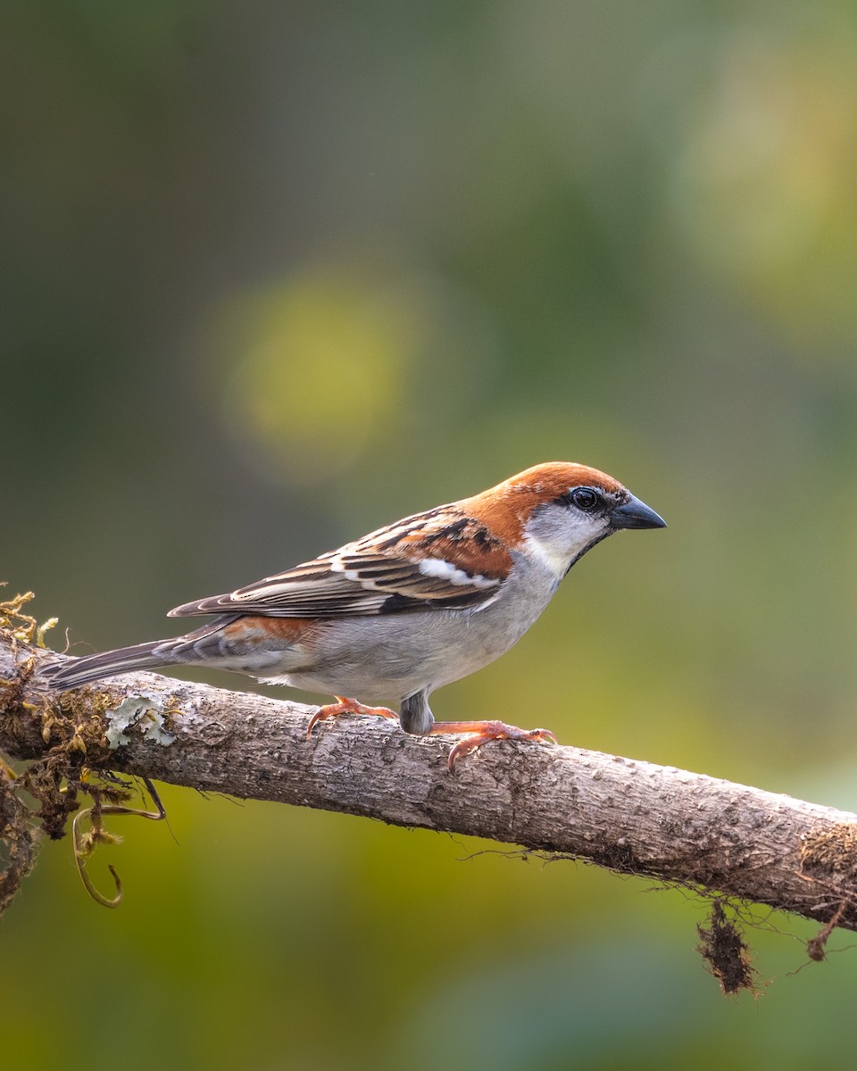 ニュウナイスズメ - ML645931703