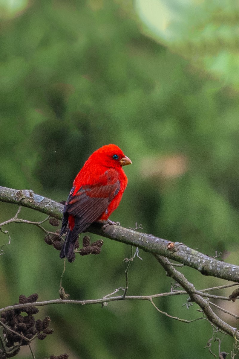 シュイロマシコ - ML645931704