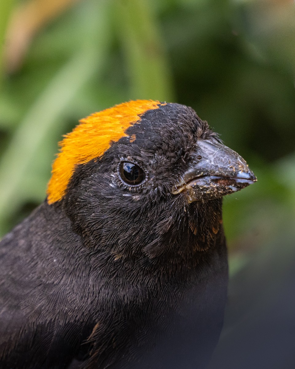 ズアカクロマシコ - ML645931705