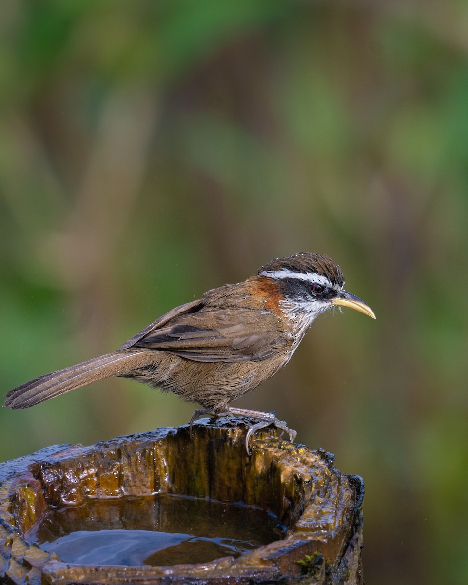 ヒメマルハシ - ML645931706