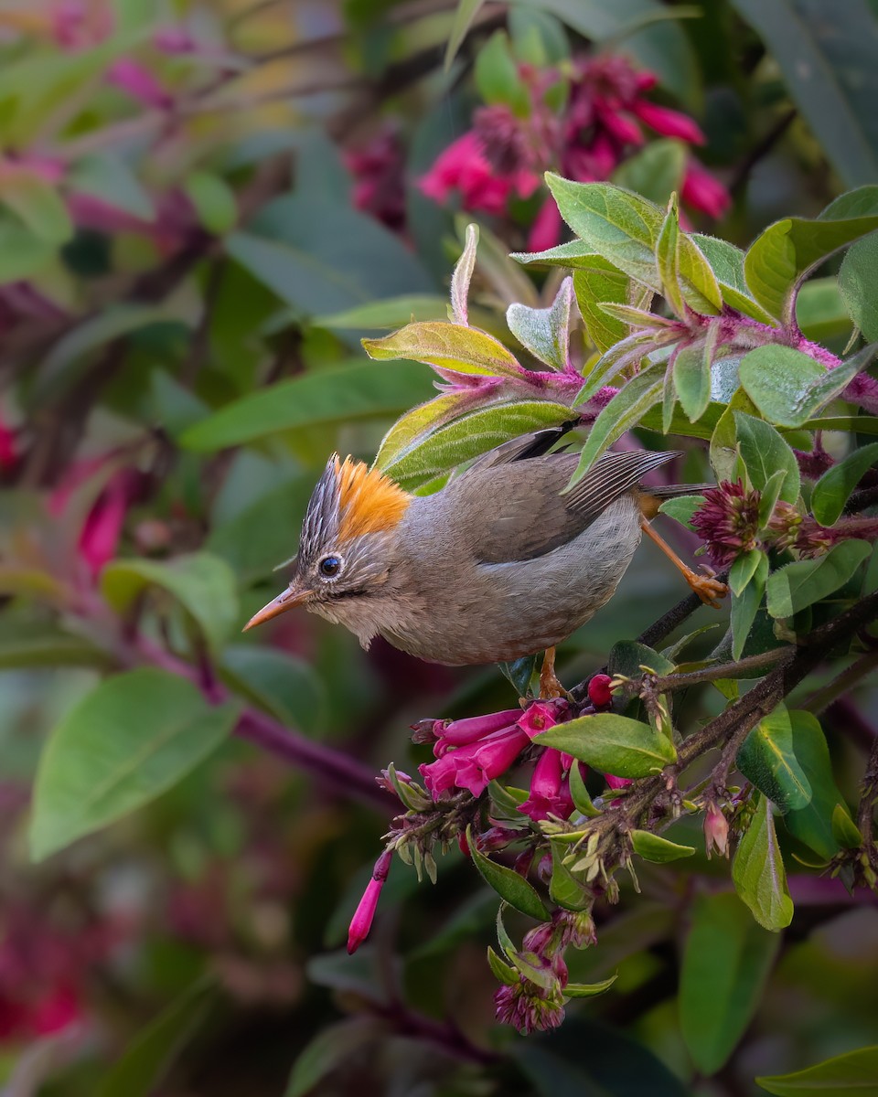 チャバラカンムリチメドリ - ML645931707