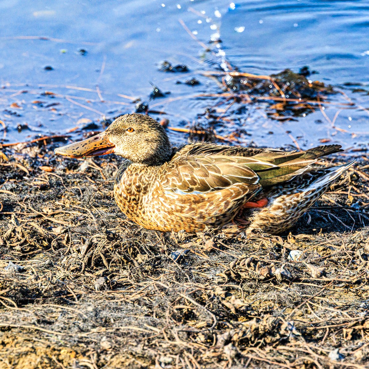 ハシビロガモ - ML645931709