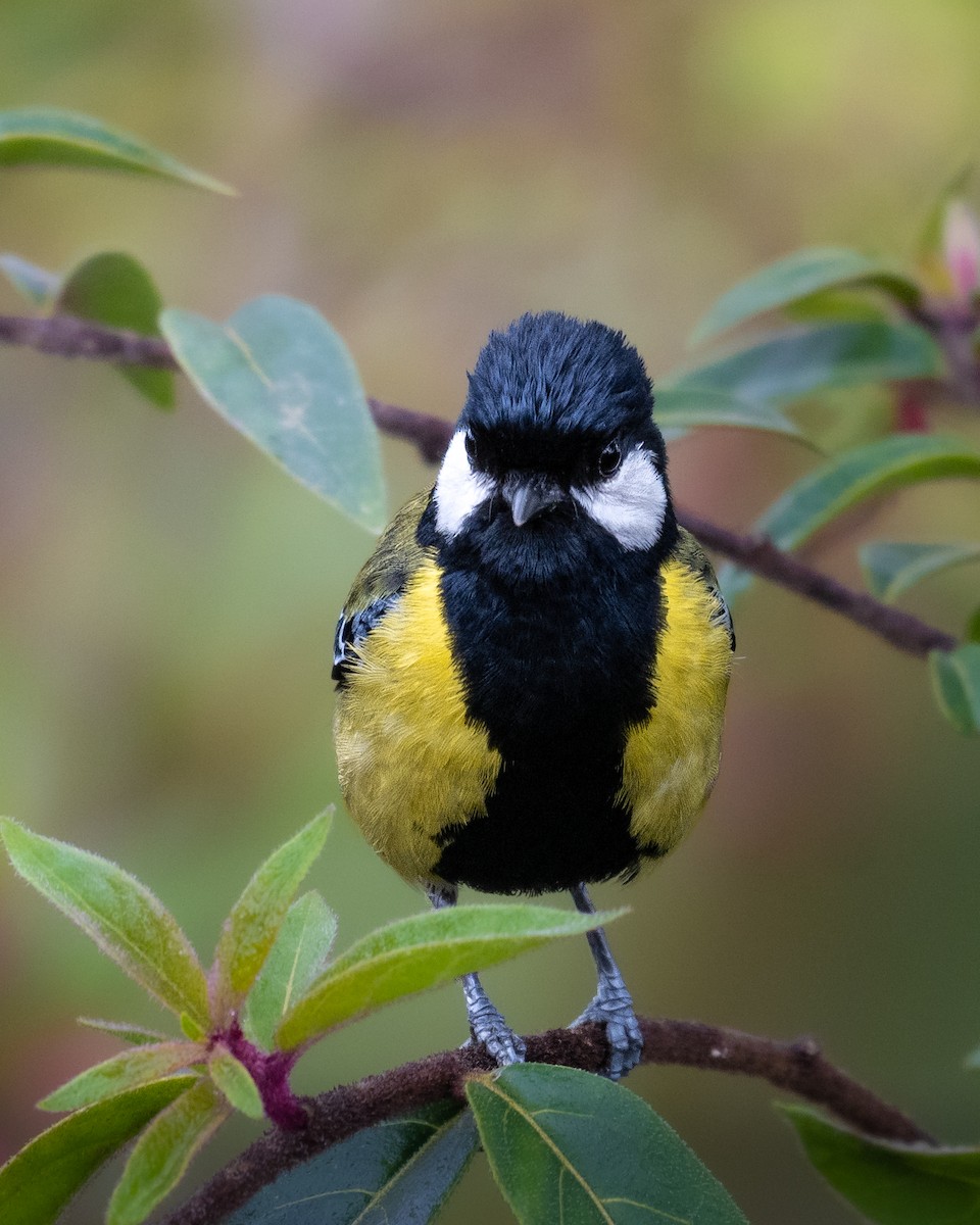 キバラシジュウカラ - ML645931710