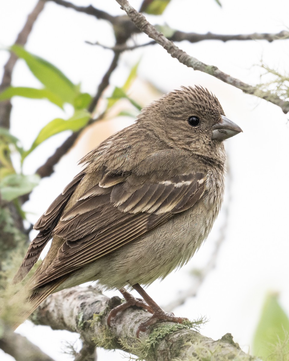 アカマシコ - ML645931711