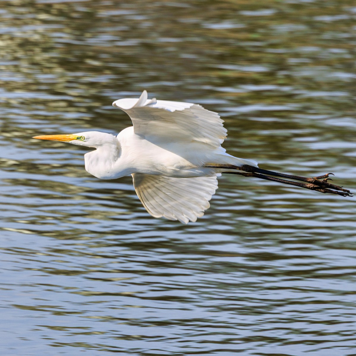 ダイサギ - ML645931712