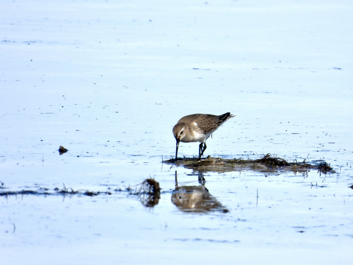 ハマシギ - ML645931713