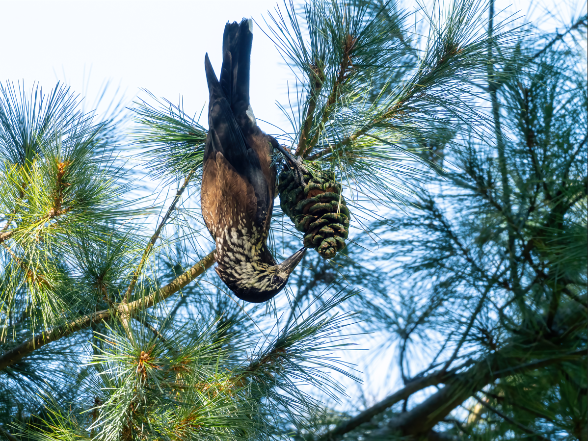 ミナミホシガラス - ML645931714