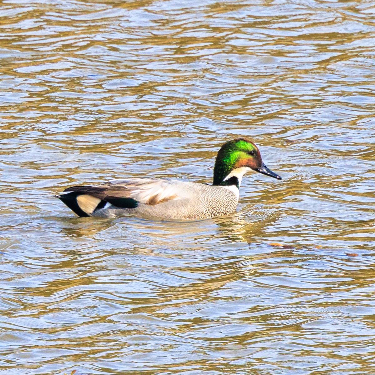 ヨシガモ - ML645931715