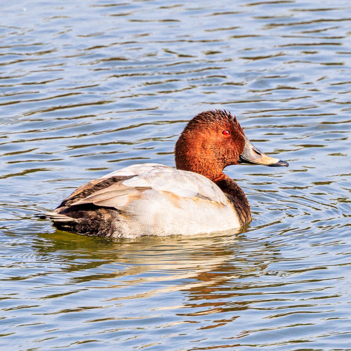 ホシハジロ - ML645931716