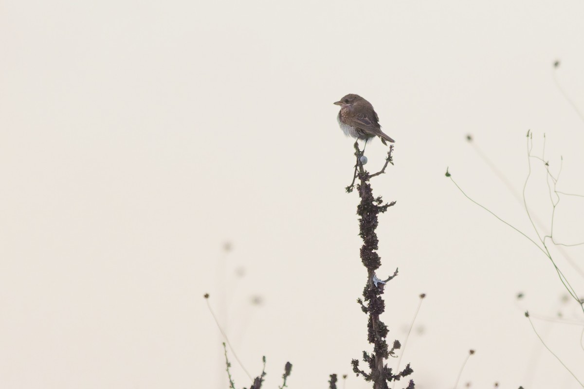 Red-backed Shrike - ML645931717