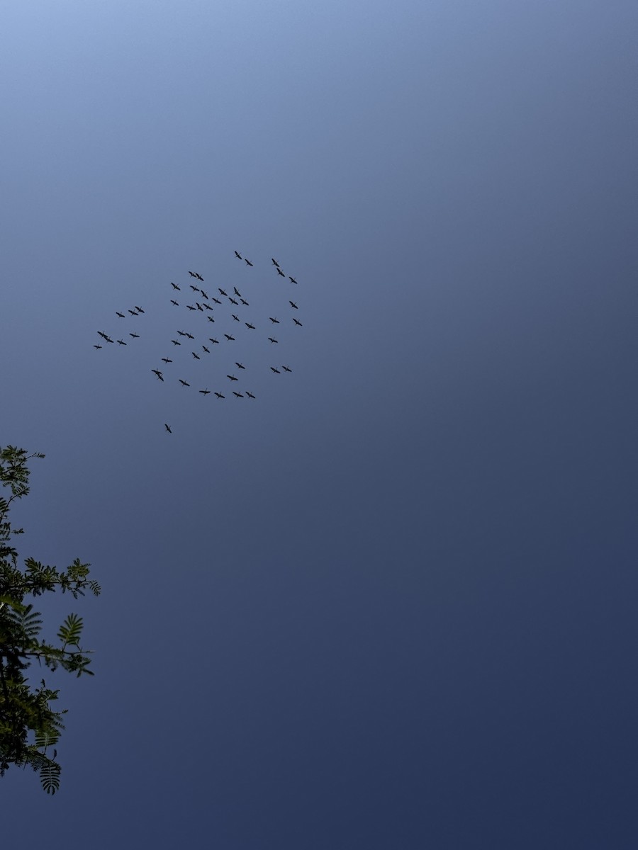 クロヅル - ML645931718