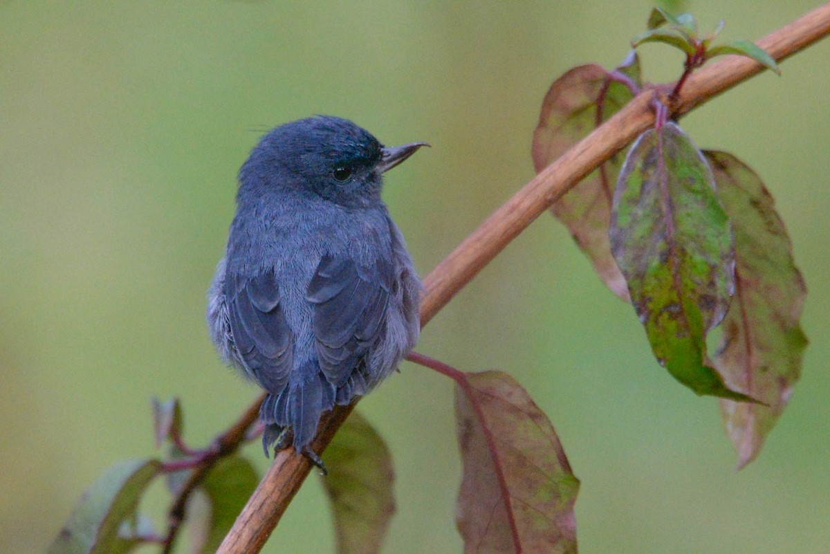 ウスズミハナサシミツドリ - ML645931719