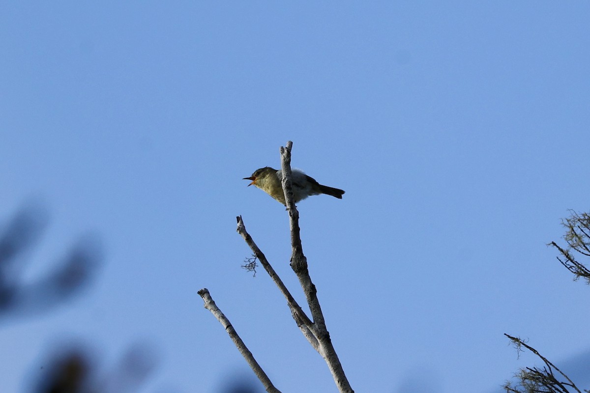 マダガスカルミヤマムシクイ - ML645931720