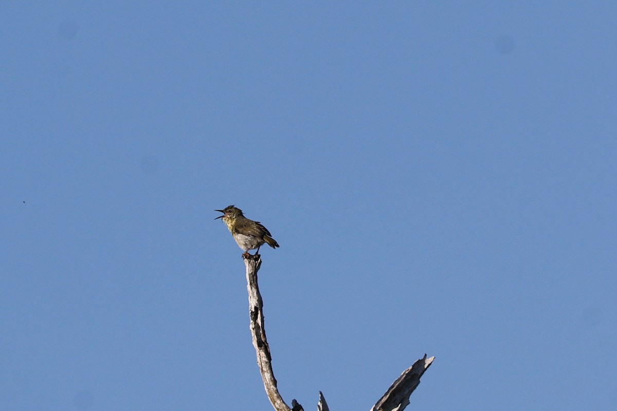 betsimisarakasanger - ML645931721