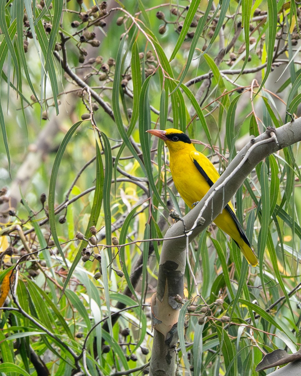 svartnakkepirol - ML645931722