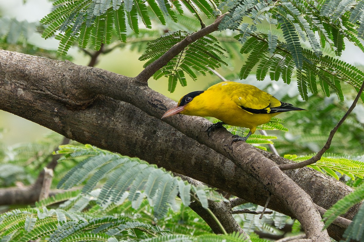 svartnakkepirol - ML645931723