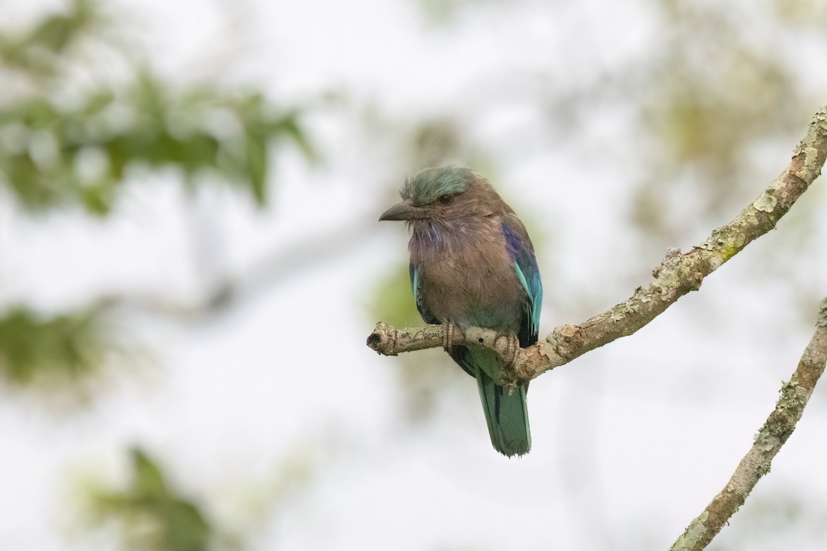 indokinaråke - ML645931725