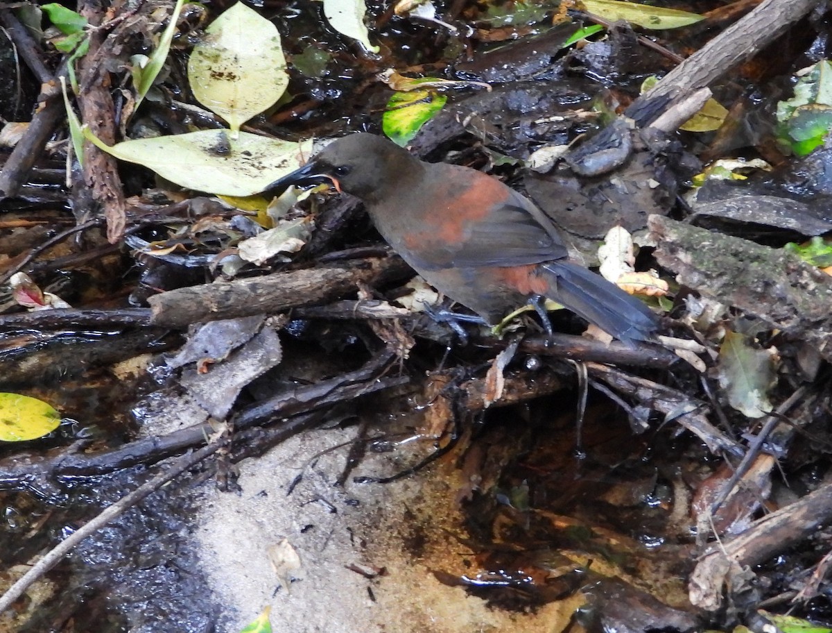 sørsadelrygg - ML645931726