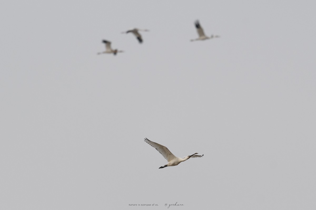 skjestork - ML645931727