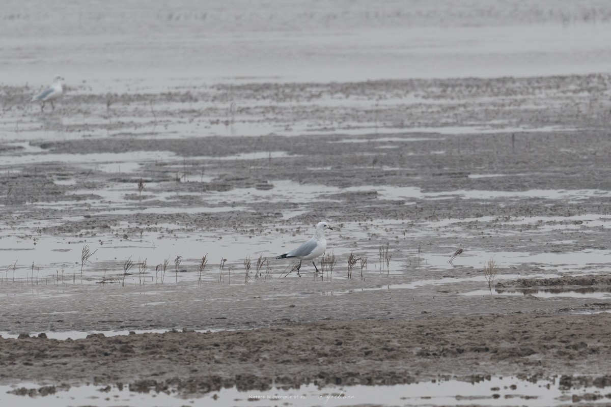 mongolhettemåke - ML645931731