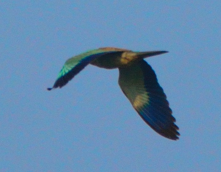 blåråke - ML645931732