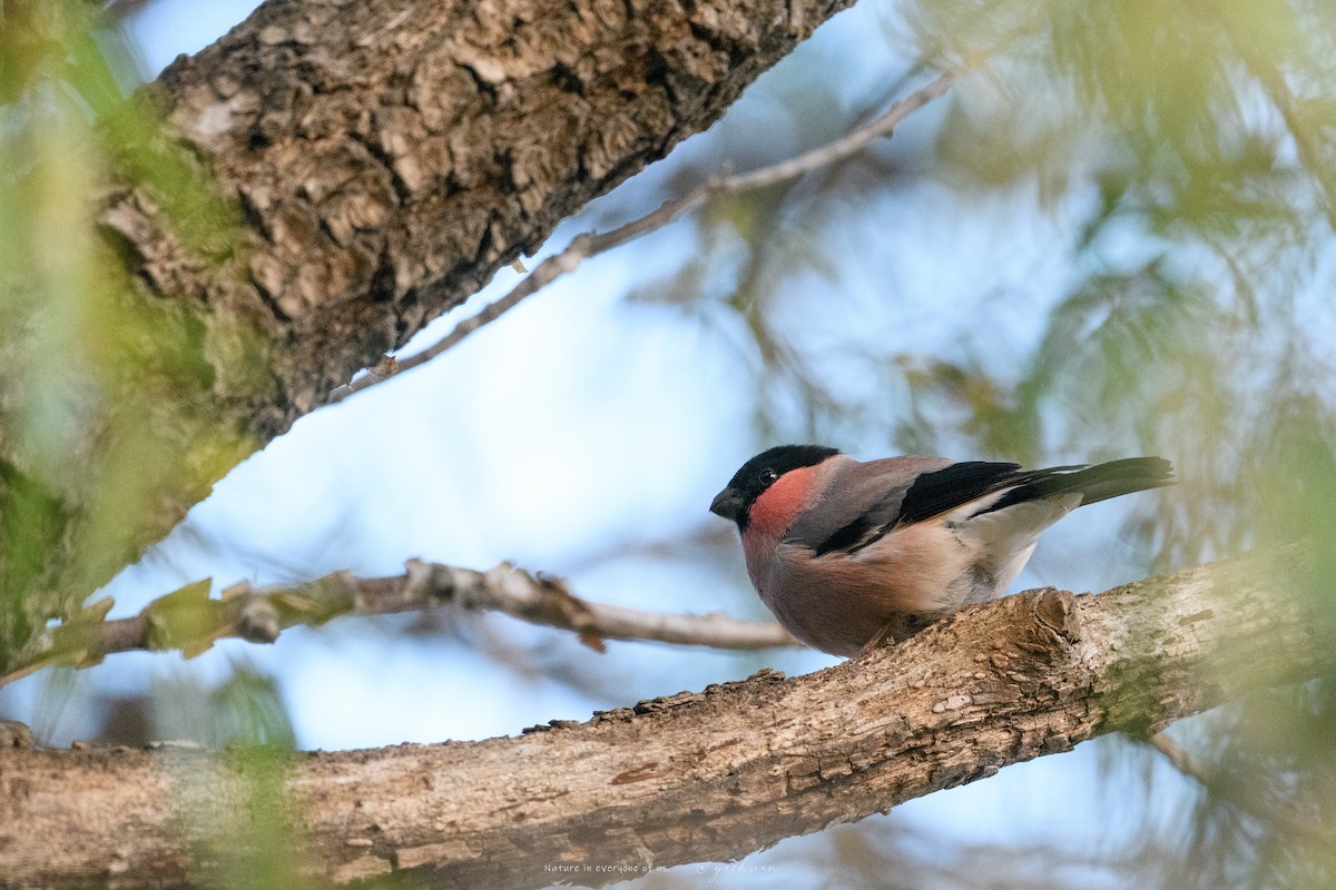 dompap - ML645931733