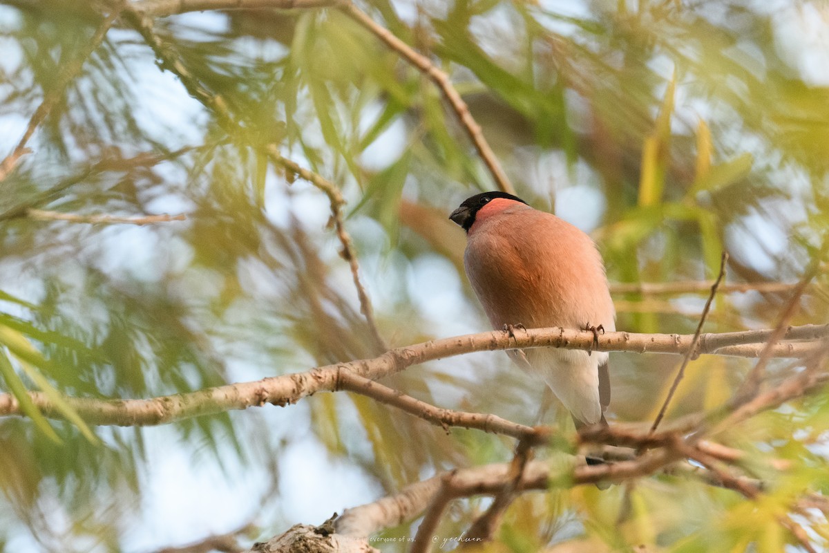 dompap - ML645931734