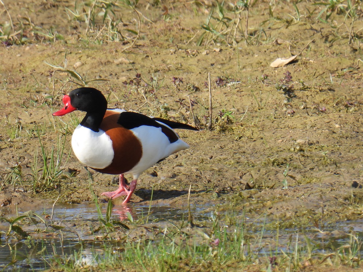 gravand - ML645931735