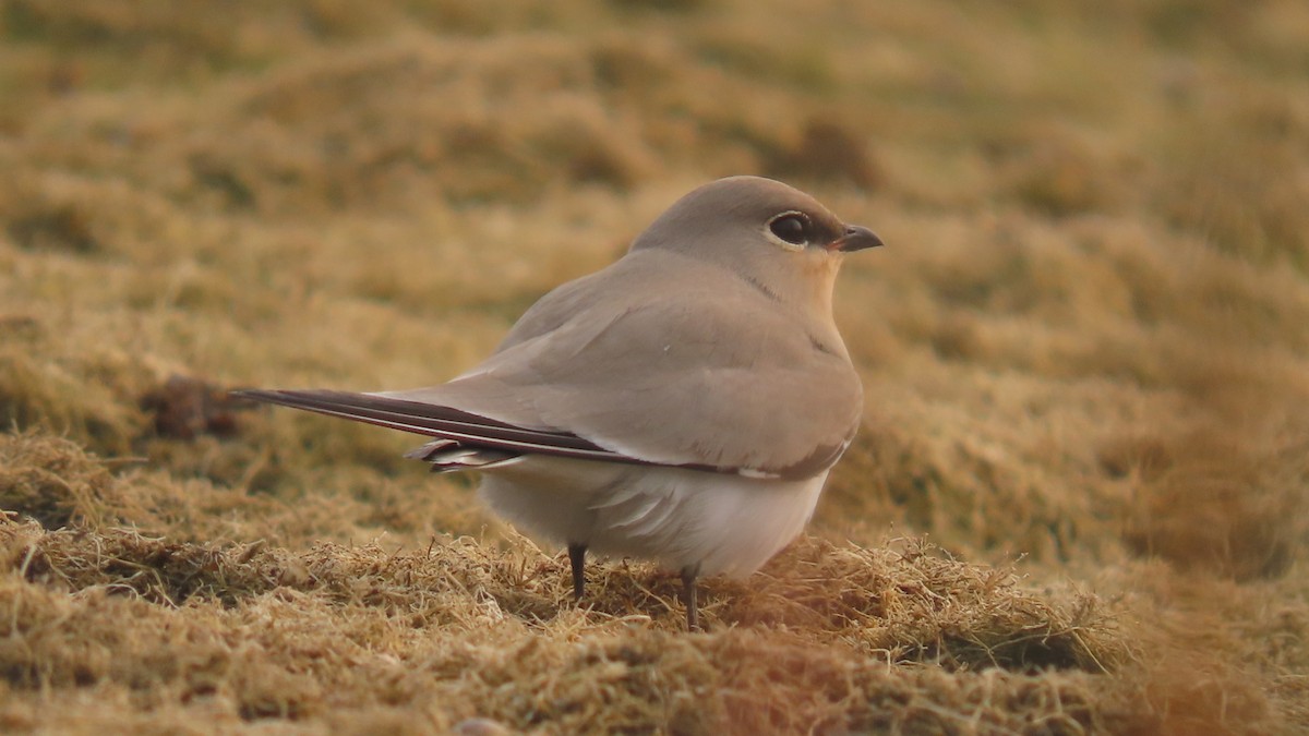 melkebrakksvale - ML645931736