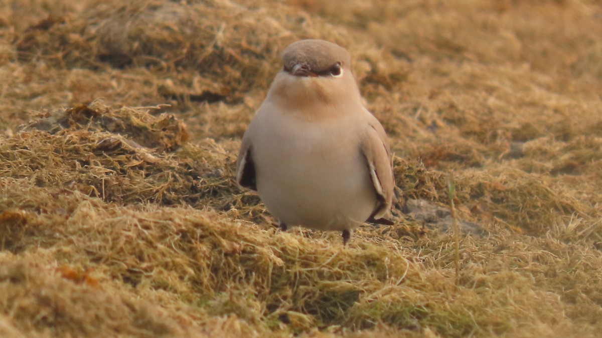 melkebrakksvale - ML645931737