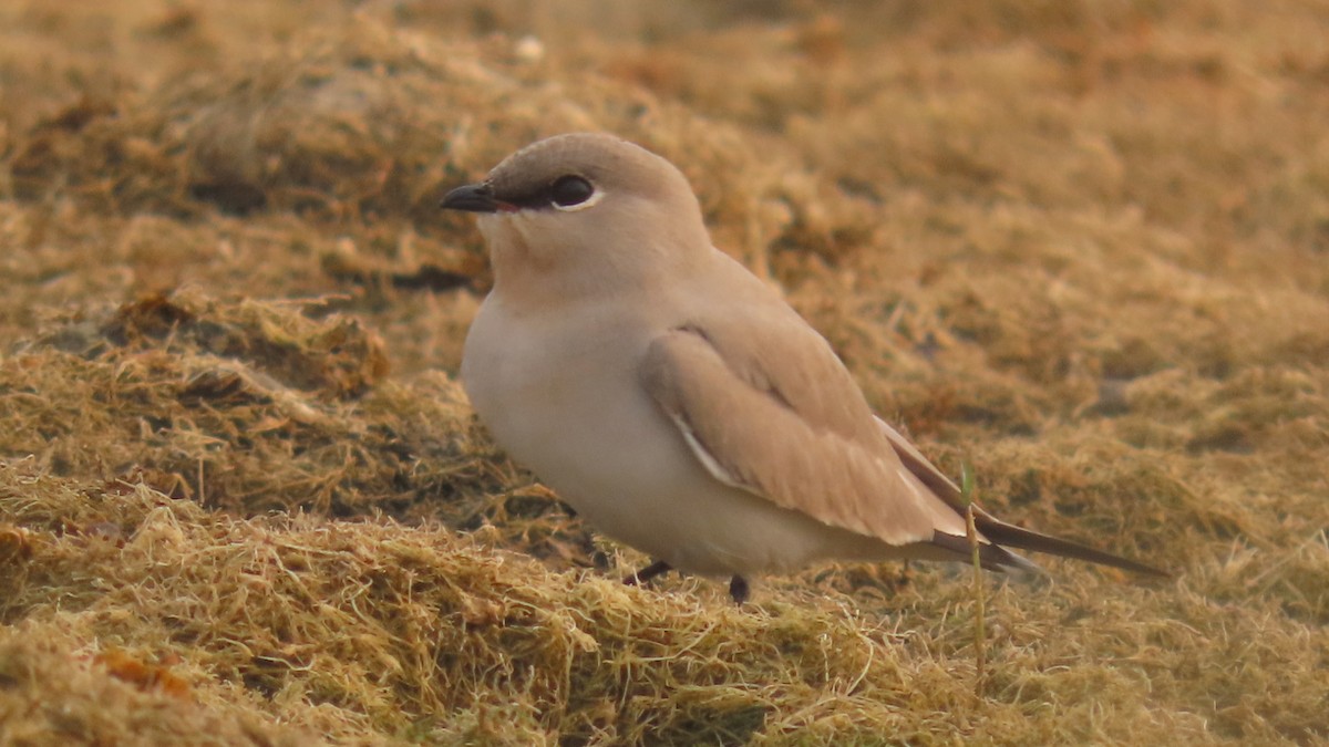 melkebrakksvale - ML645931738