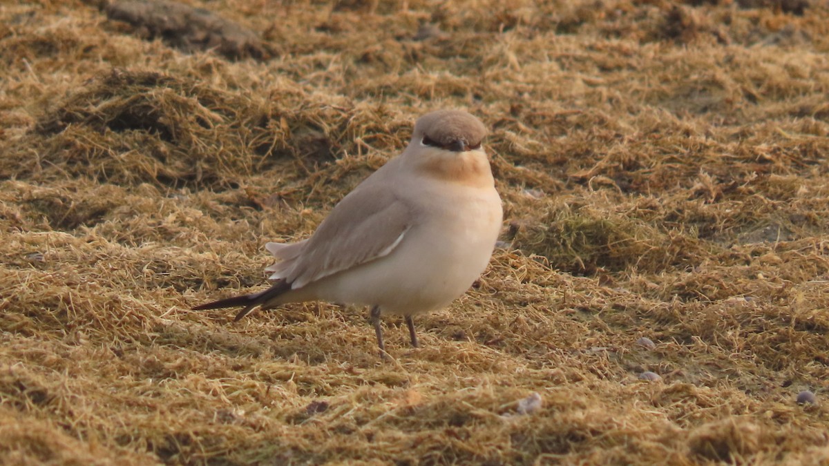 melkebrakksvale - ML645931739