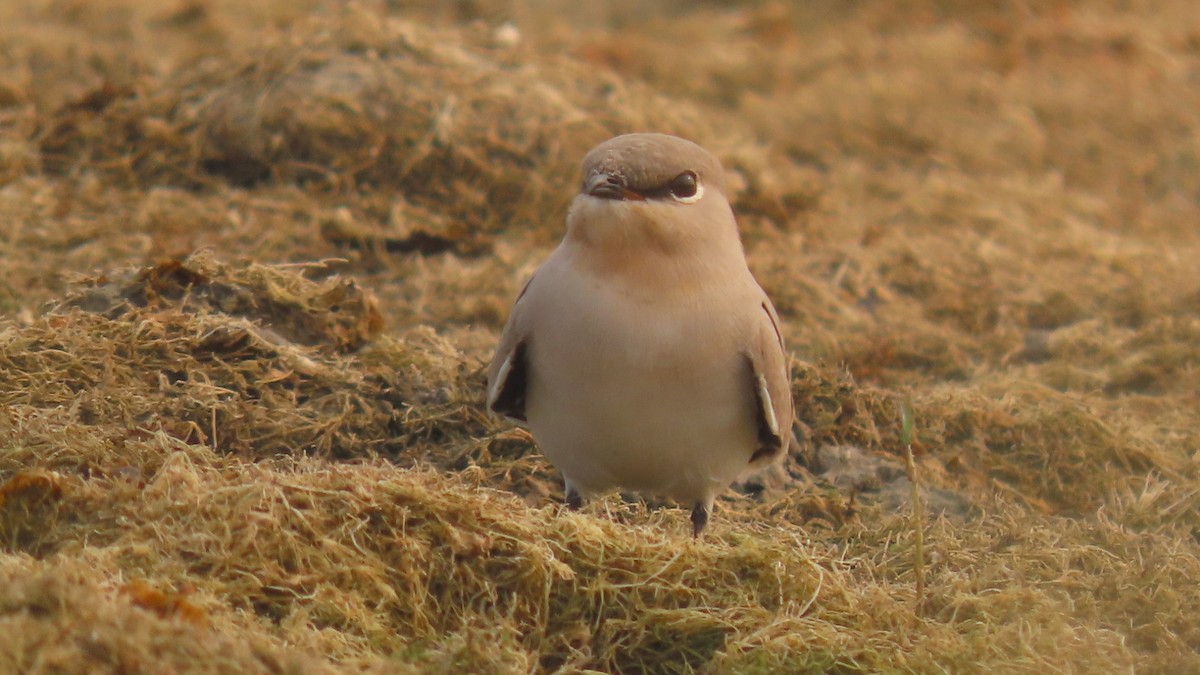 melkebrakksvale - ML645931740