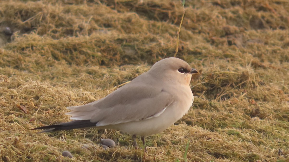 melkebrakksvale - ML645931741