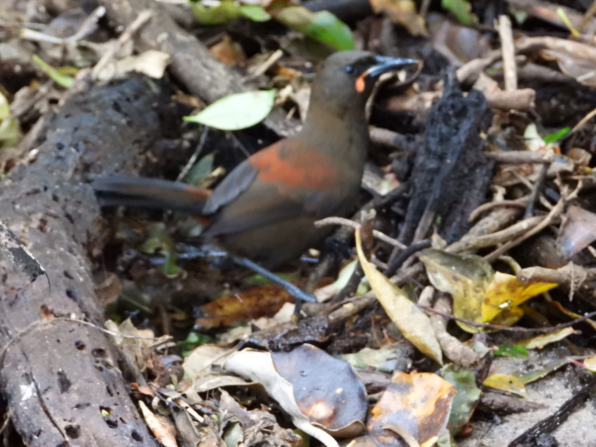 Тіко південний - ML645931748