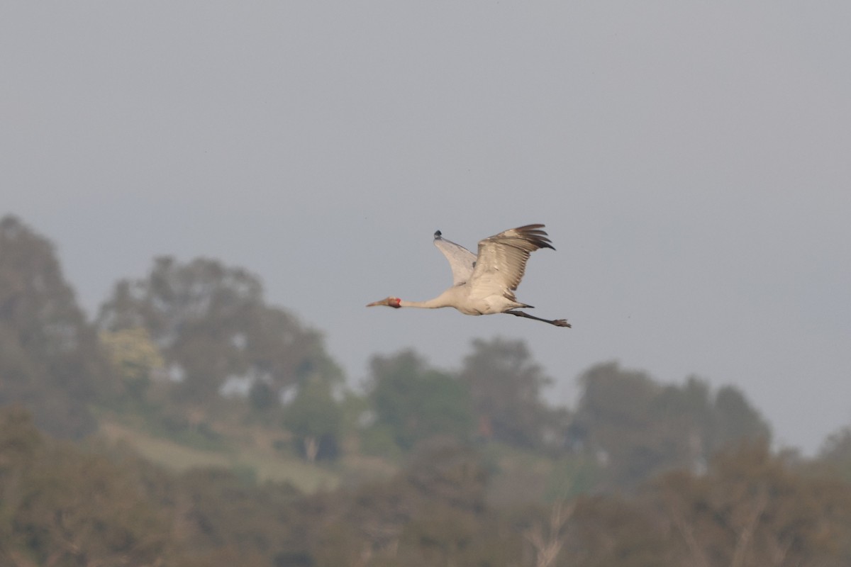 Brolga - ML645931758