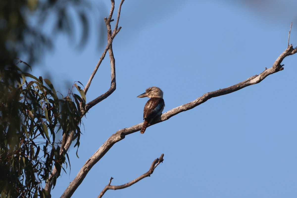 Blue-winged Kookaburra - ML645931768