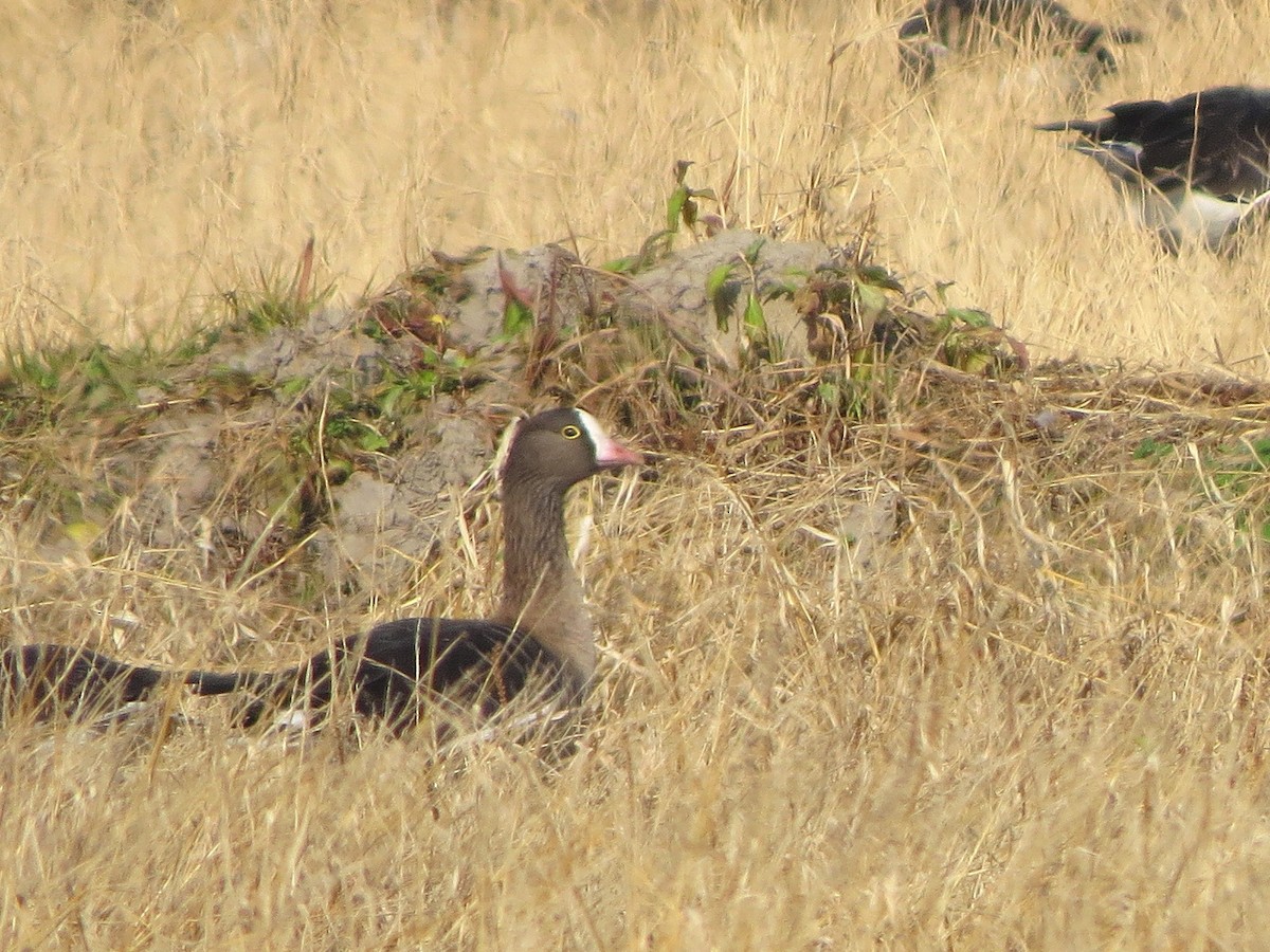 אווז קטן - ML645931782