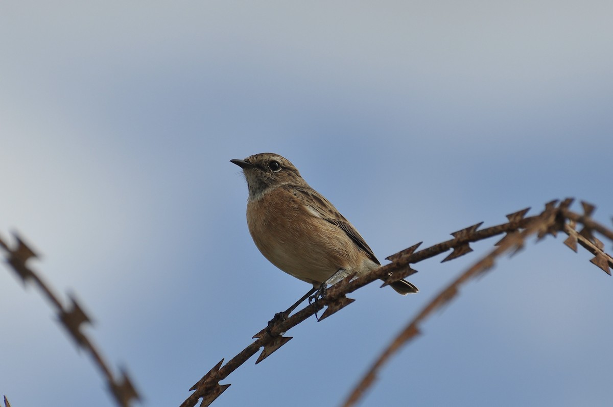 European Stonechat - ML645931786