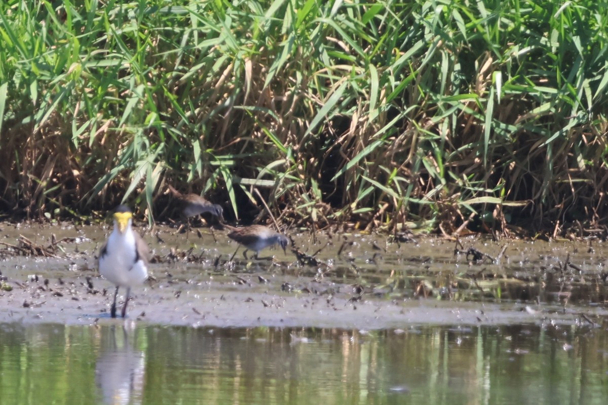 白眉秧雞 - ML645931790