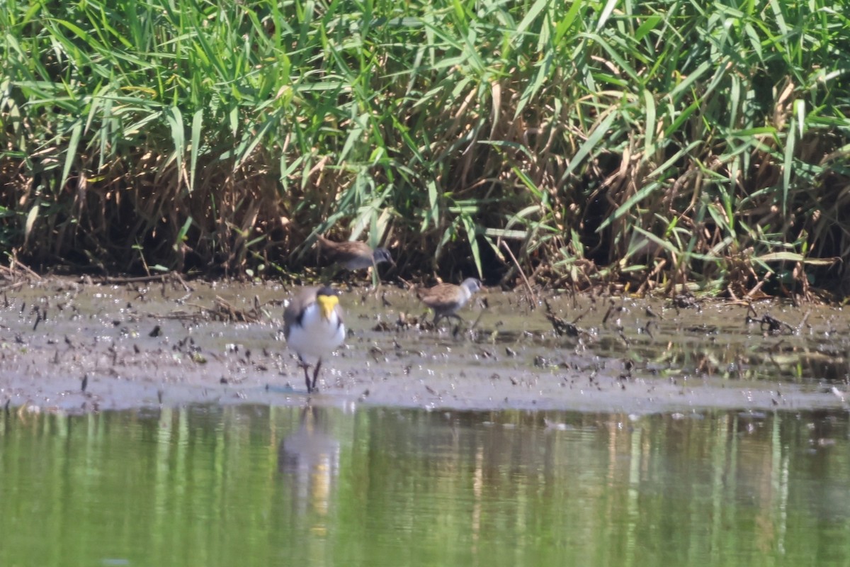 白眉秧雞 - ML645931791