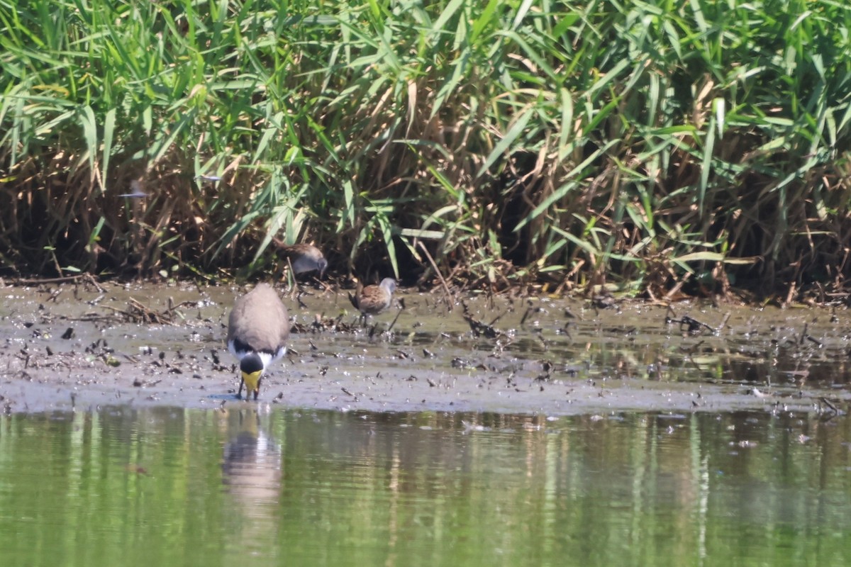 白眉秧雞 - ML645931792