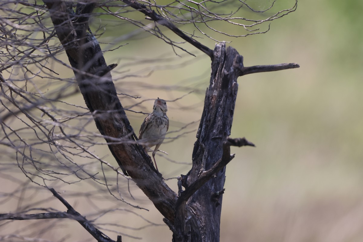 Australian Pipit - ML645931811